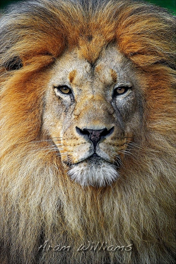 Lion - 8.5 x 11 Photographic Print