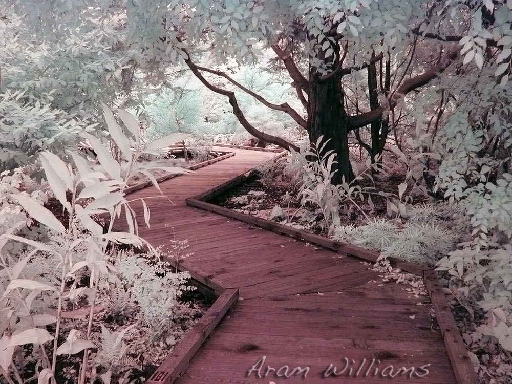 Path 1 - Infrared Photograph - 8.5 x 11