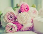 Fine Art Nature Photograph. Bouquet of Pink Ranunculus. Shabby Chic. Pinks, Creams, Lavender. Romantic Art & Home Decor. 8x12 Print