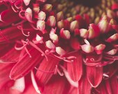 Fine Art Abstract Photograph. Petal Tips. Gerbera. Deep Red. Color. Romantic Home Decor 8x12 Print