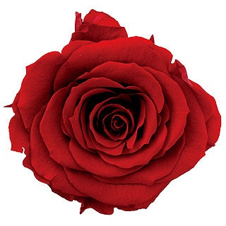 Preserved rose heads 6 per box-Wedding rose-soft red rose-Akari Rose Heads-fruity Orange-Red-Champagne White-Baby Blue-Princess Pink