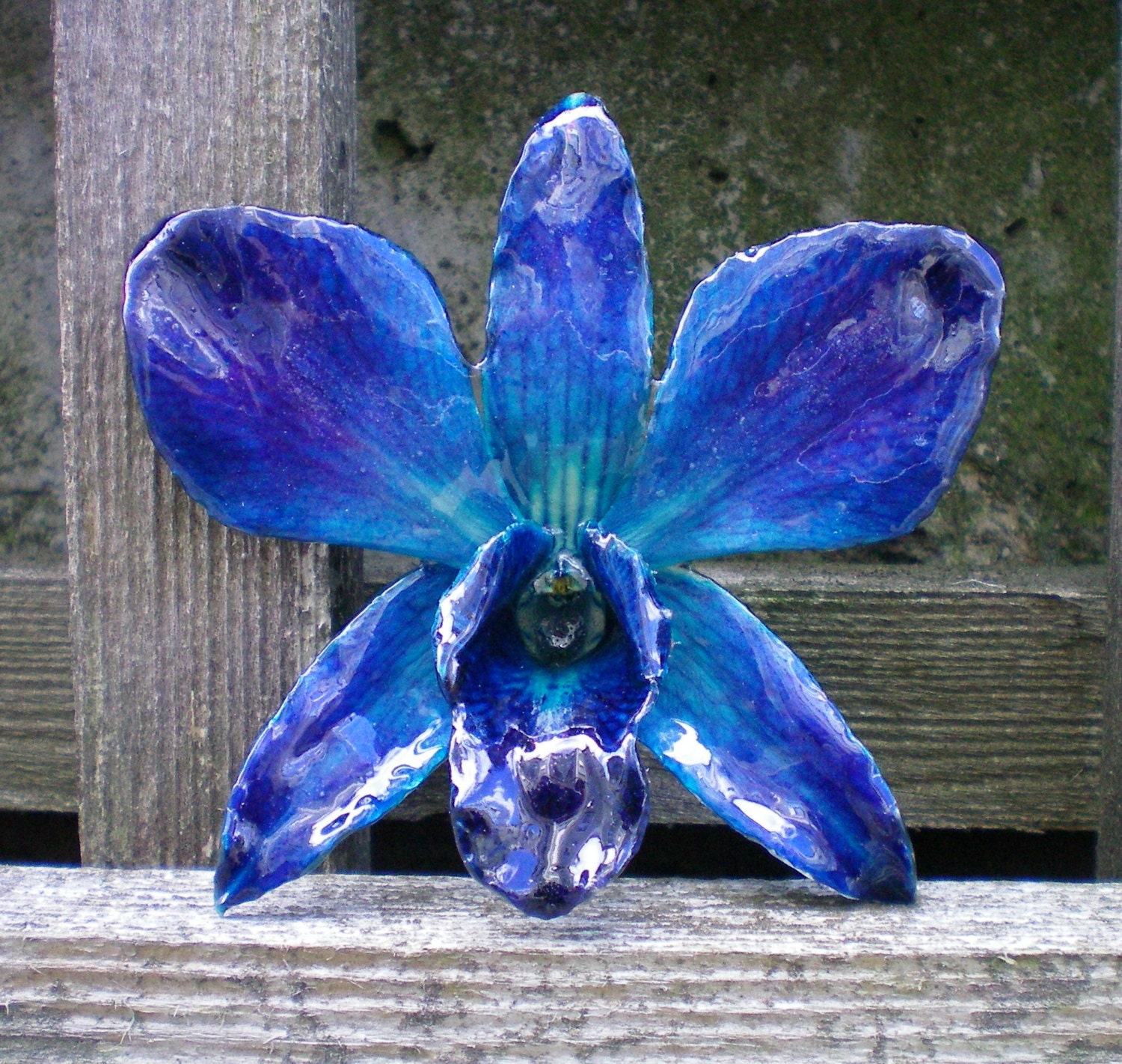 REAL Natural Purple and Shades of Blue Large ORCHID Pin and Pendant