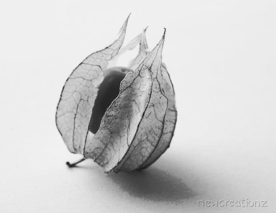 Gooseberry black and white PRINTABLE photography, home decor 8x10 10x10 16x20 11x14 20x30, yellow, gold, fruit food art, kitchen wall art - NewCreatioNZ
