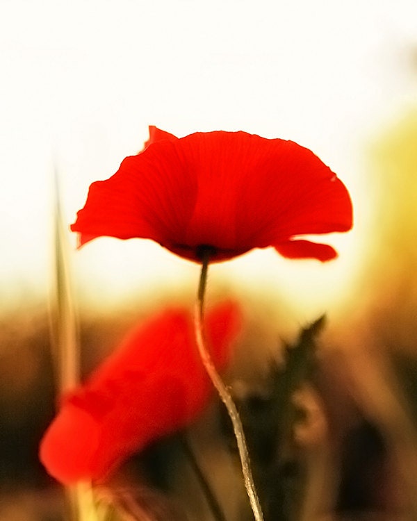 Warm Red Poppy - 8x10 Fine Art Print - Nature Photography -  Etsy Wall Art - TFTeam