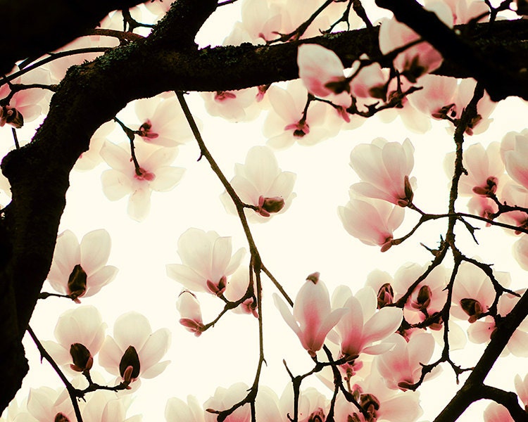 Under the Tulip Tree - 8x10 Fine Art Print - Nature Photography -  Etsy Wall Art - TFTeam