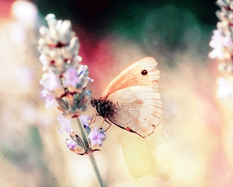 Butterfly on Lavender - 8x10 Fine Art Print - Nature Photography - Etsy Wall Art - TFTeam