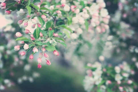 Mothers Day Spring blossoms romantic for her women light pink blooms green white home decor flowers leaves - Fine Art Photography Print