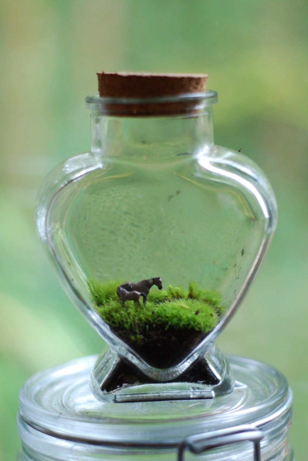 tiny love moss terrarium