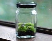 moss terrarium tiny irish landscape