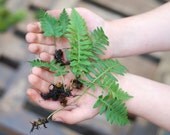 licorice ferns