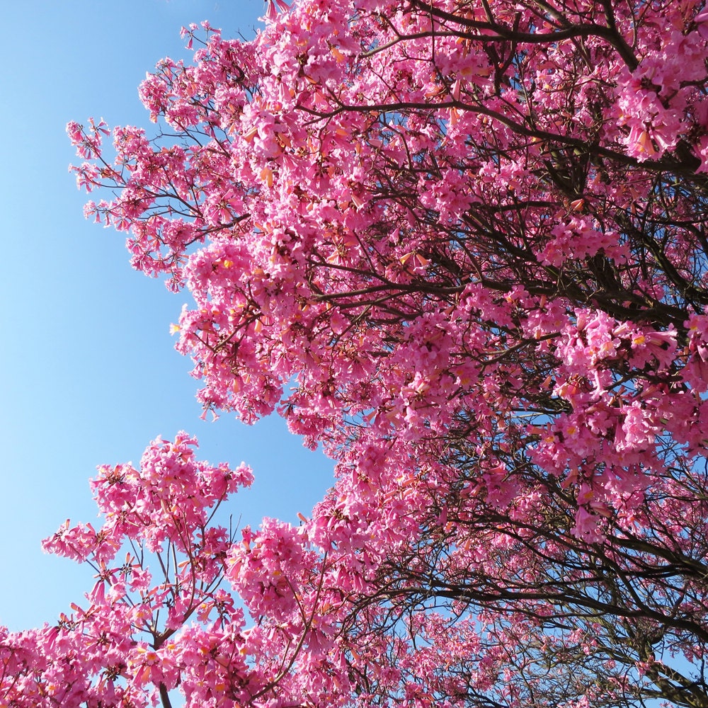 Pink Blossoms--Fine Art Photography-Wall Art-Home Decor-8X10 Photo Print