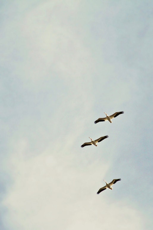 Pelican Flight . 8x12 Fine Art Photography Print . nature . birds . Southern California . home decor . blue sky . minimalist