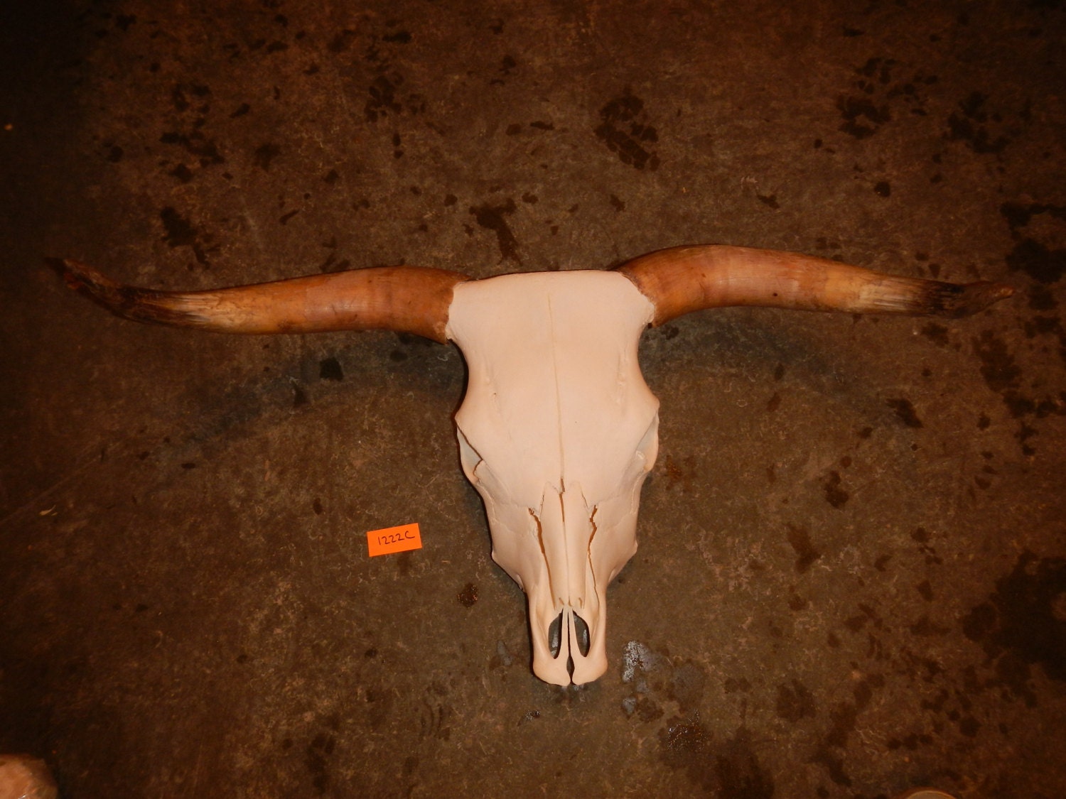 Domestic Cow Skull- Bos Taurus- Scottish Highland Cow Lot No. 1222C