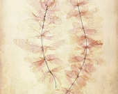 Antique Botanical Print "Ghost Leaves" Victorian Floral Pressed Flowers - Vintage Woodland - Pink Sepia Leaves - missquitecontrary