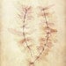 Antique Botanical Print "Ghost Leaves" Victorian Floral Pressed Flowers - Vintage Woodland - Pink Sepia Leaves