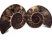HUGE 3" Ammonite Fossil Split Pair w/ Polished Dendrite Shell, Nautilus Fossil, 400 Million Year Old Fossil, Extinct Ocean Life, Sea Life