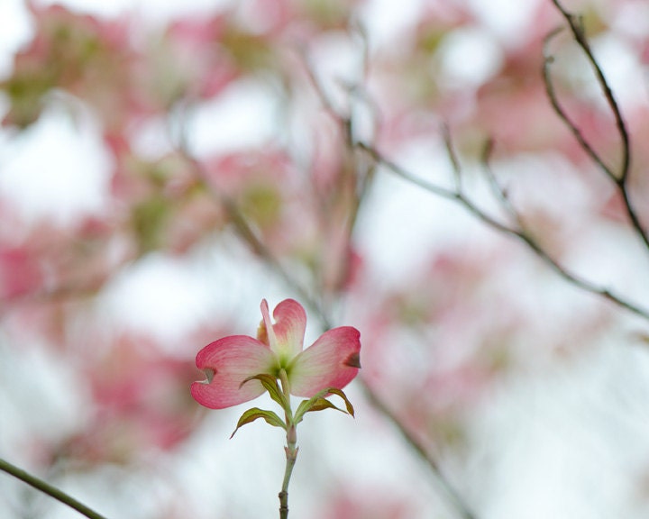 Dogwood Flower Photo titled Front Row -- 11x14 on Fine Art Paper