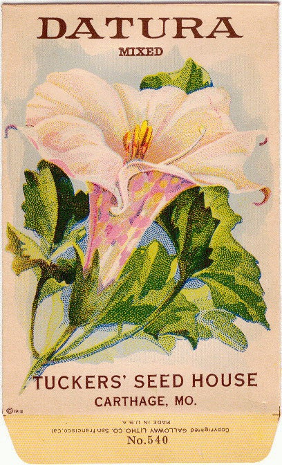 Vintage Flower Seed Packet Tuckers Seed House Lithograph DATURA Angels' Trumpet(Carthage, Missouri)