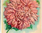 Vintage Flower Seed Packet Tuckers Seed House Lithograph ASTER Egyptian Rose(Carthage, Missouri)