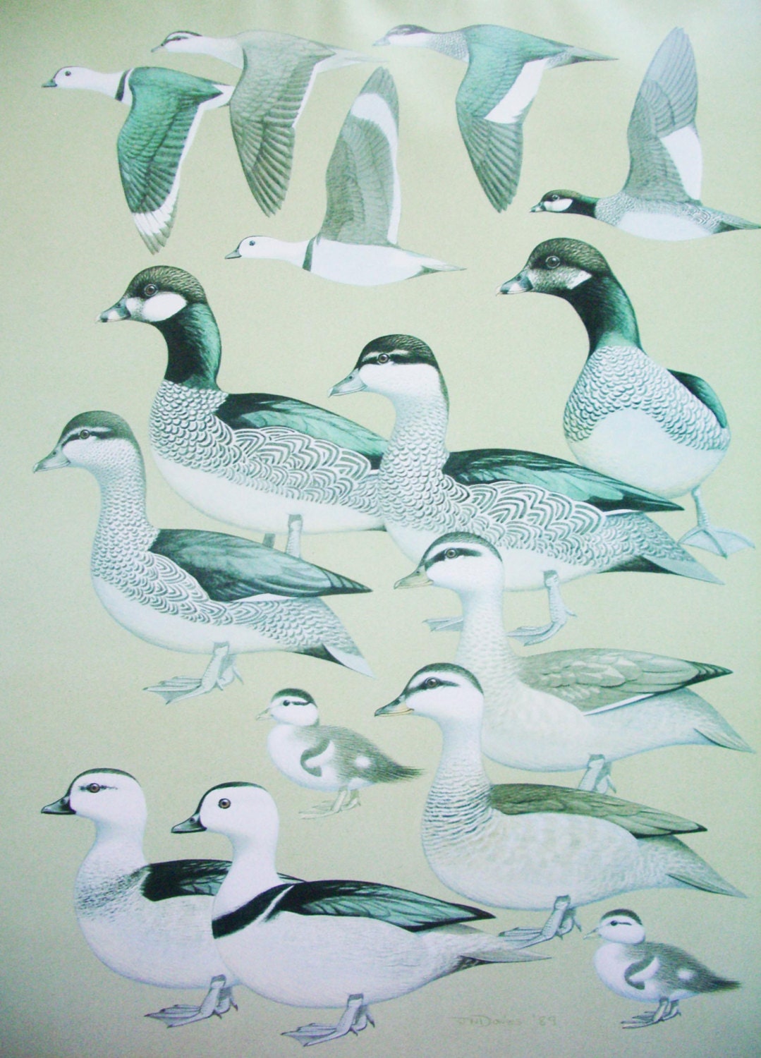 Art. Original Large Vintage  Colour Plate of  Birds, by J. N. DAVIES. From Handbook of Australian, New Zealand and Antarctic Birds.