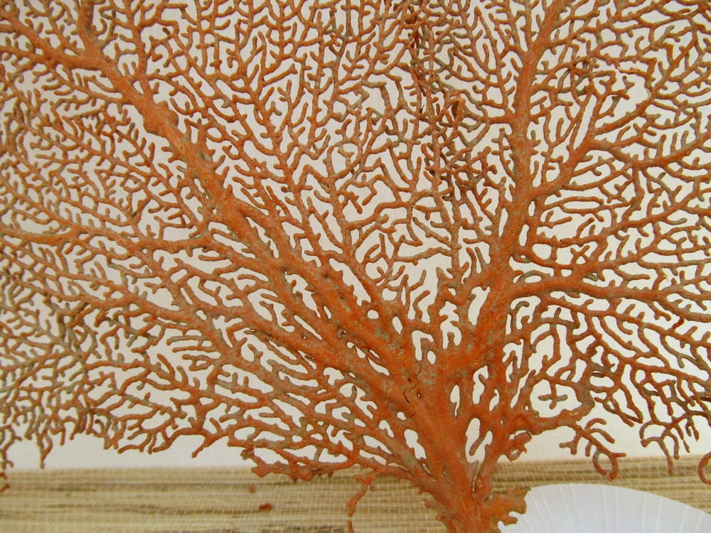 Red Sea Fan Coral Beach Decor, number 4