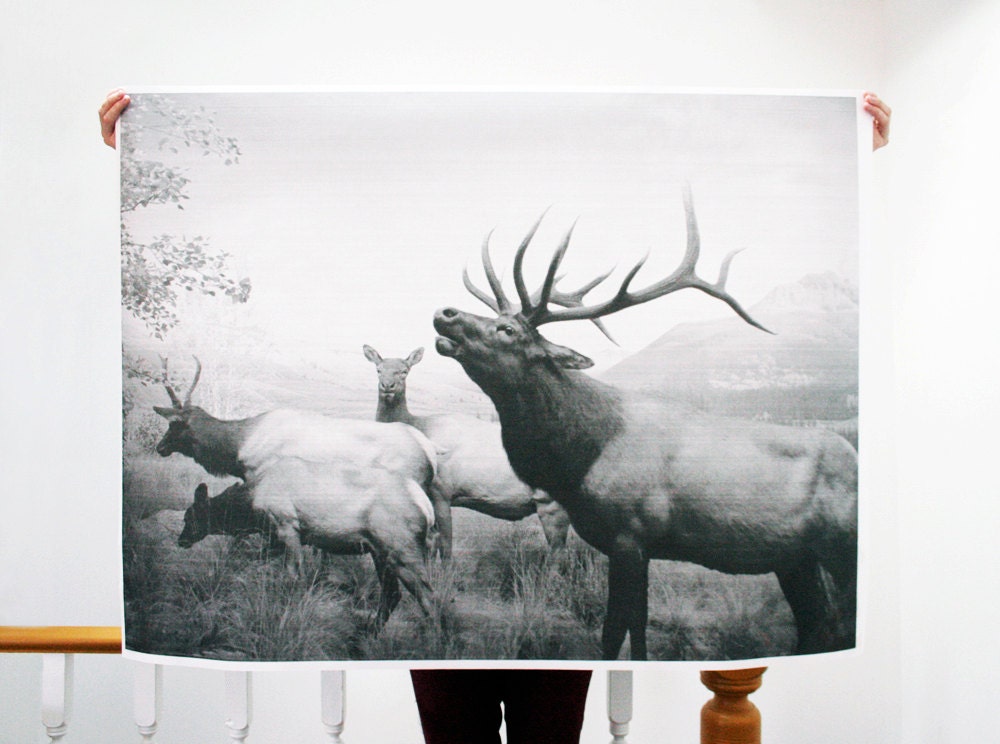 Elk Herd - 36x48 Plotter Poster