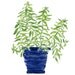 Lemon verbena plant in a Blue planter, original watercolor painting, herb, kitchen decor, mothers day, minimalist, Cottage chic,