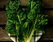 Organic Swiss Chard Giant Fordhook Spring Garden Seeds