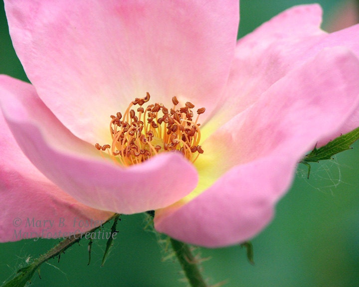 Flower Photography Pastel Pink Rose 'Knock Out Rainbow' 10x8 print macro nature photo floral wall art home decor soft green