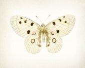 Vintage Butterfly Illustration Natural History Wall Decor Art Print 10x8