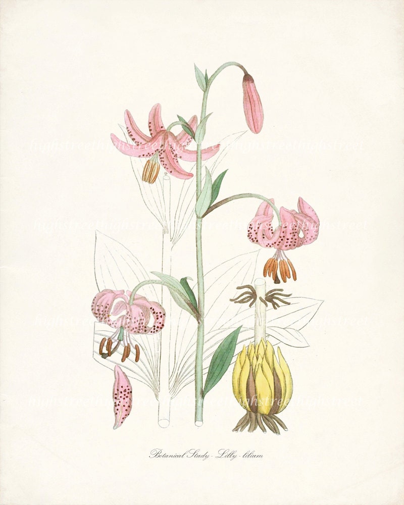 Botanical Illustration - Lily - Natural History Wall Decor Print 8x10