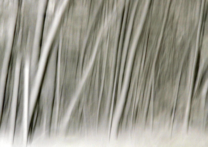 Nature Abstract, Forest Trees, Snow,  Winter, Fine Art Photography, 11X14 Mat, Ready to Frame, Wall Art