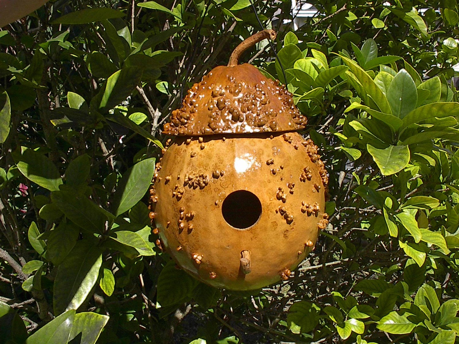 Wrens Birdhouse Gourd Gnome Fairy Home