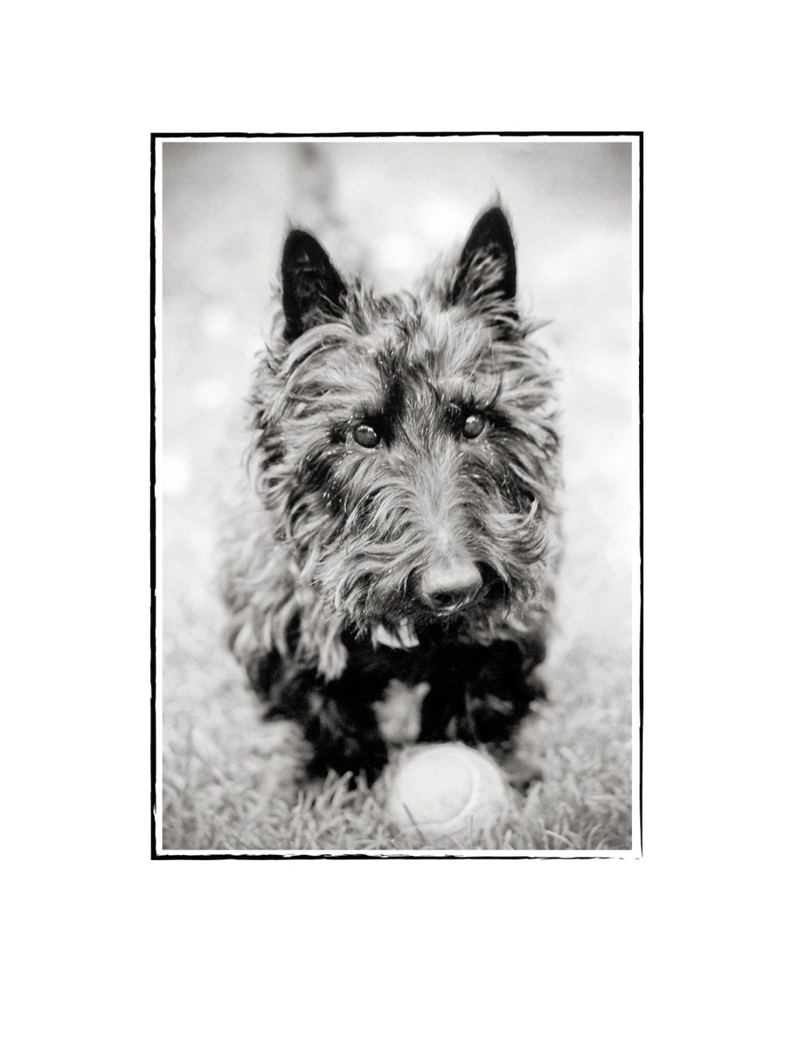 Scottie Dog With Ball Greeting Card