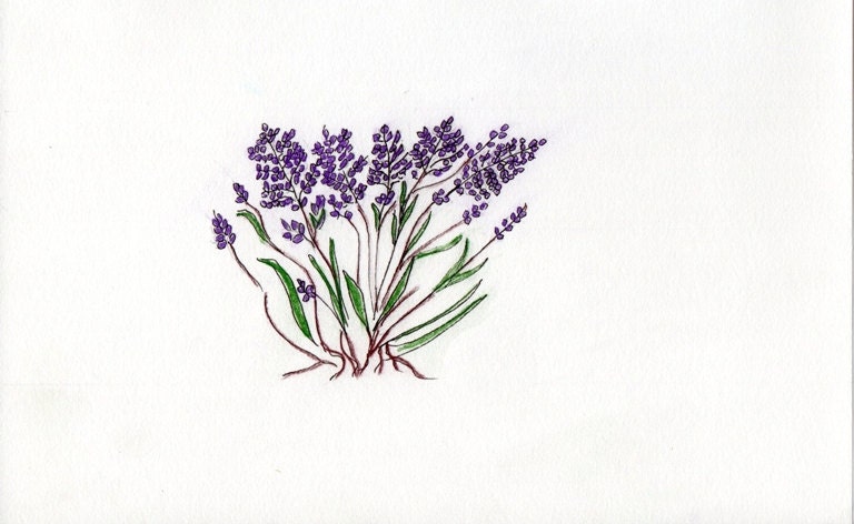 Lavender Print of Original Pen and Ink Illustration 5 by 7