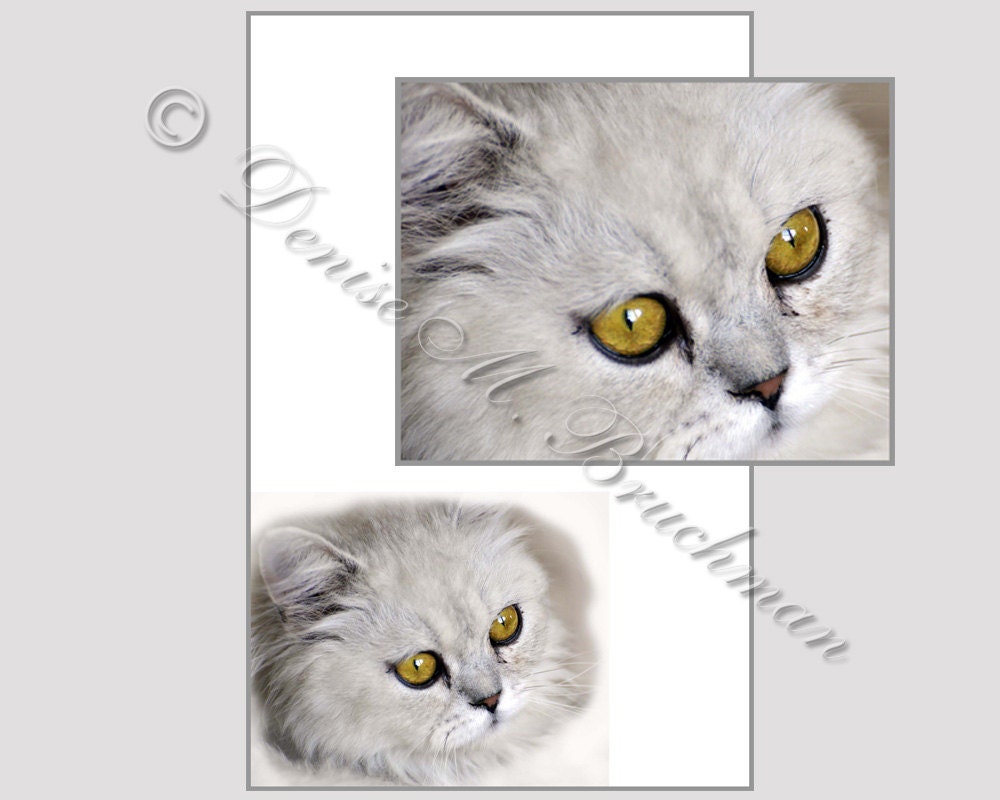 Persian Kitten Stationary and Cards - Digital Download - Persian Cat Photos - Gifts for Cat Lovers - Printable Cat Stationary - denisebruchman