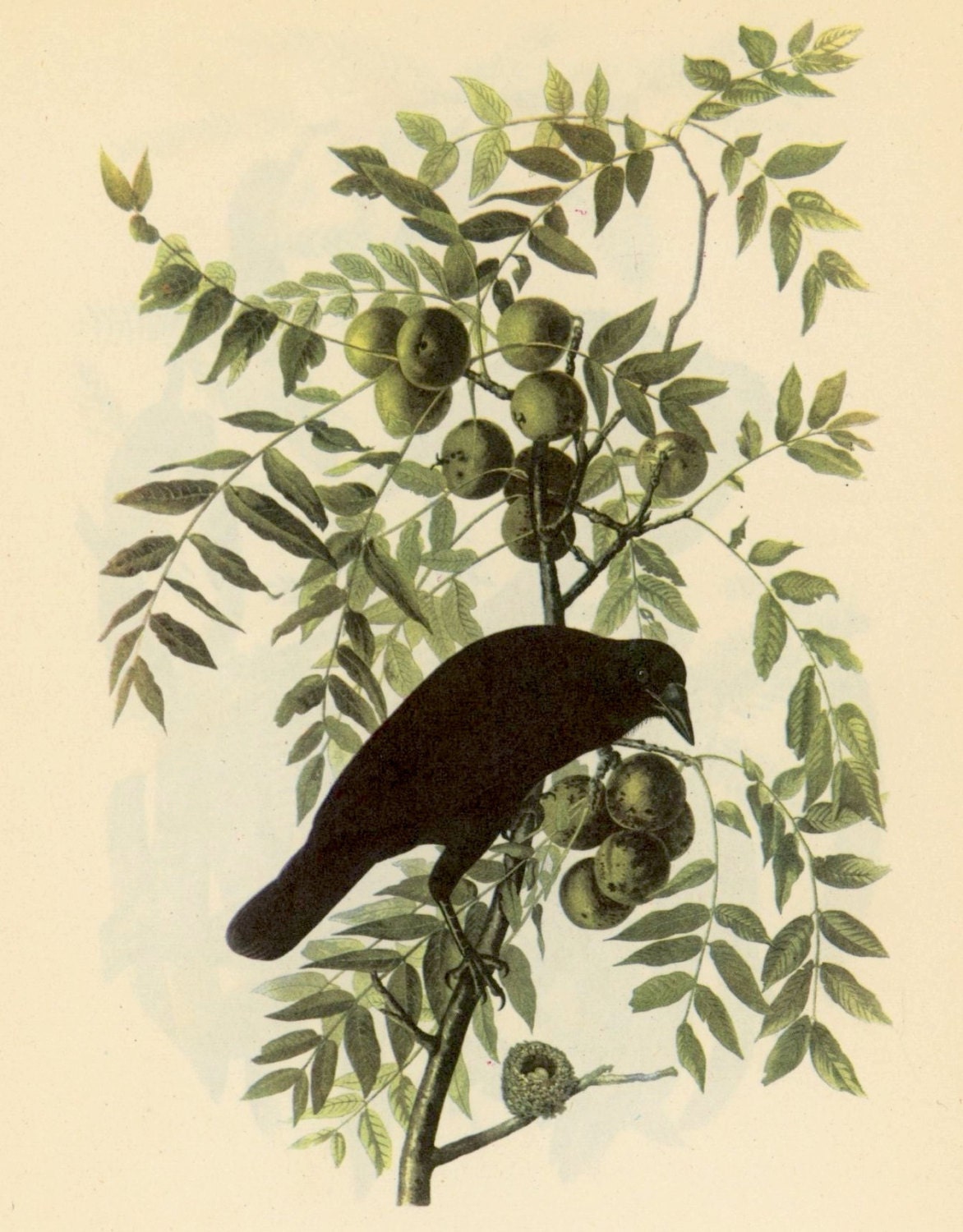 1950 american crow original vintage bird print - with fish crow on reverse side