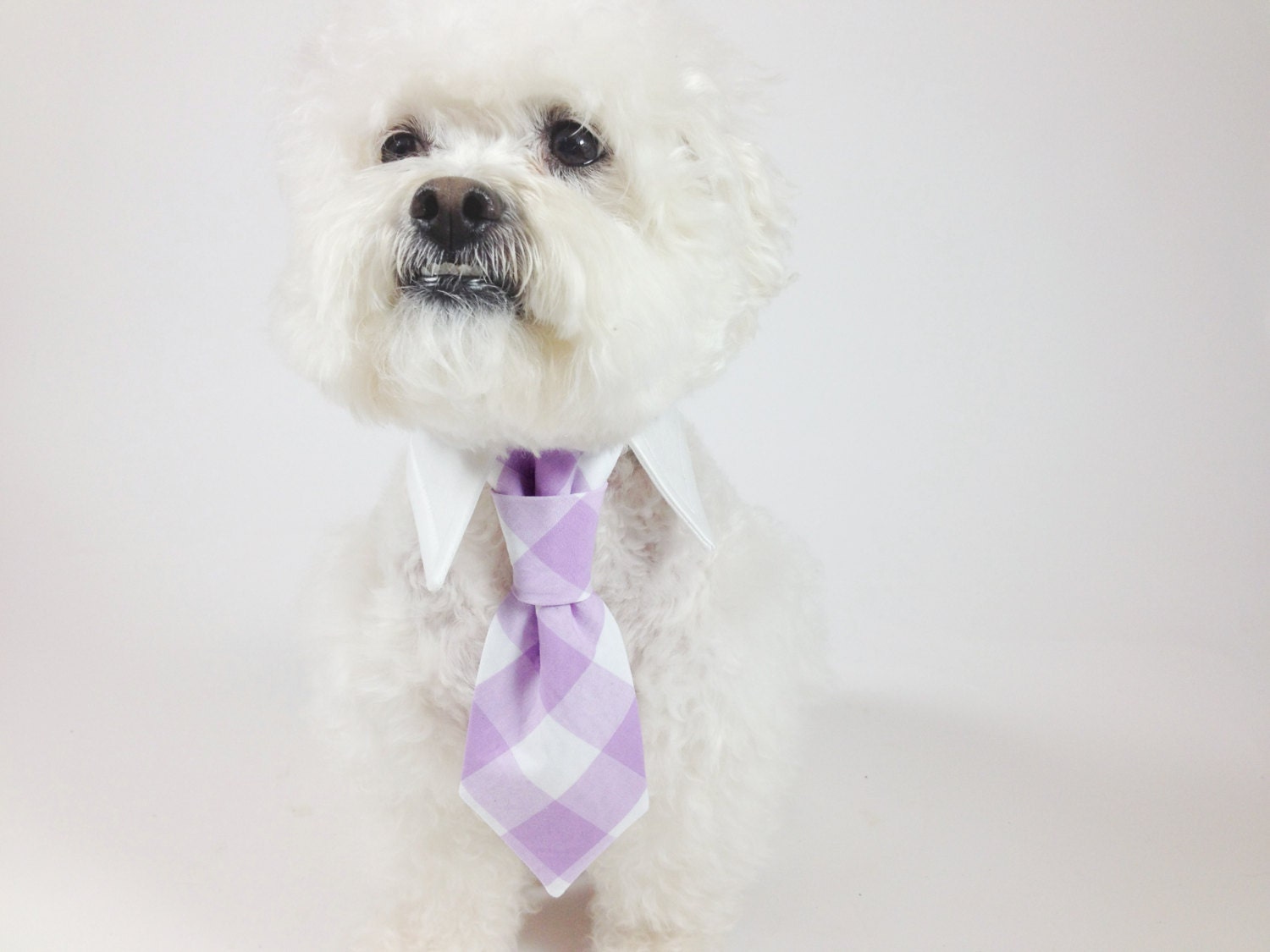 Dog tie and shirt collar-  faux knot tie- gingham tie- wedding dog clothing- formal wear for dogs