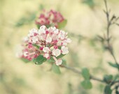 The Awakening - Flower photography, spring wedding art, botanical, nature, soft pastels, sage green, white, pink, mothers day 8x8 Print