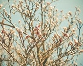 20% SALE Laid Bare for all to See - Spring photography, Magnolia Tree, bedroom art, nature, garden flower blossoms 8x8 Print