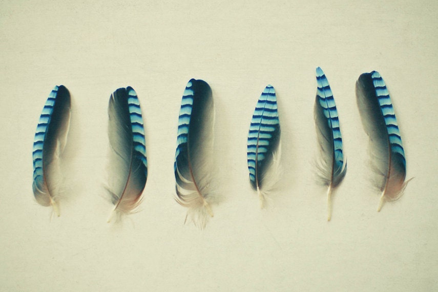 20% SALE Feathers No.1 - Feather photograph, electric blue, black, nature art, blue Jay plumes, minimalist art 8x12 still life print - LolasRoom
