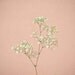 Baby's Breath - Flower photography, baby's breath, gypsophila, nature art, pastel colours, pink and white, spring decor 8x8 Print