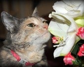 ACEO  of a cat smelling a flower - markie
