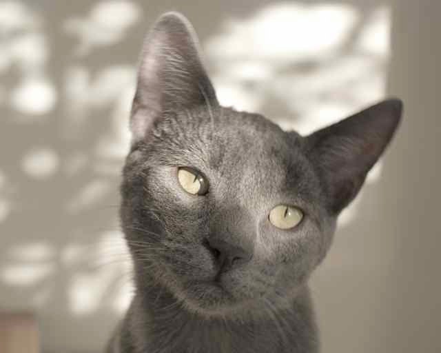 Sweet Cat Face Photo Cute Moody Mellow Thoughtful Pensive Grey Gray Fur  - Pet Animal Photography 8" x 10" Print