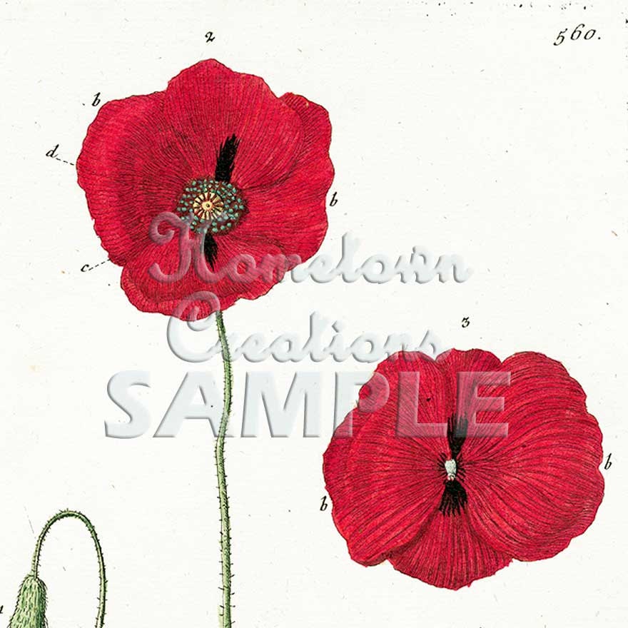 Poppies - Papaver  Erraticum  - Vintage Botanical Poster Art  Reproduction -  on 11 x 17