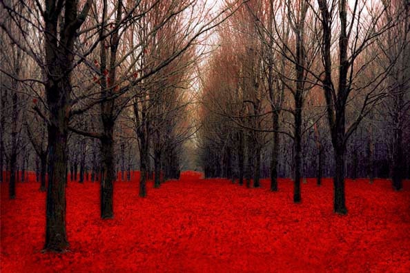 24x36 Large Wall Art, Autumn photography, Red forest, wall decor, bold, black, Gothic, Fall trees, Rustic Dad, Fathers day gift