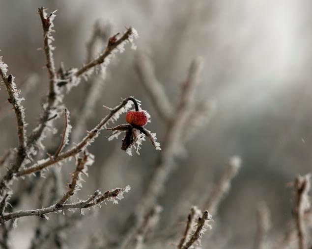 Nature photography, red berry, woodland, snow, minimalist, winter decor, gray, white, 8x10
