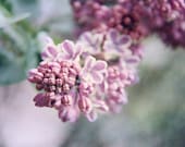 Lilac Photograph - purple lilac flower blossom spring garden country sweet smell teal green 8x10