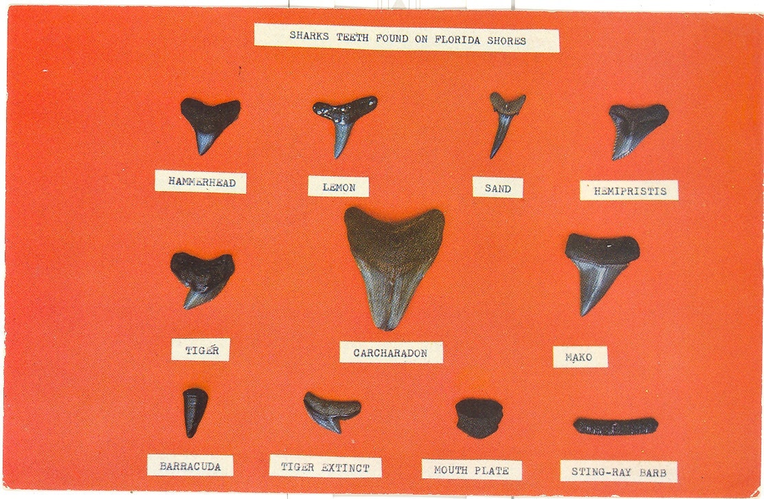 Vintage Florida Postcard - Venice Beach - Sharks Teeth Found on Beach at Fishing Pier
