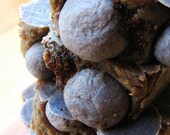 Nekisse Hot Process Soap - Ethiopian Coffee, Blueberry, Buttery Pastry... Coconut-Free Formula
